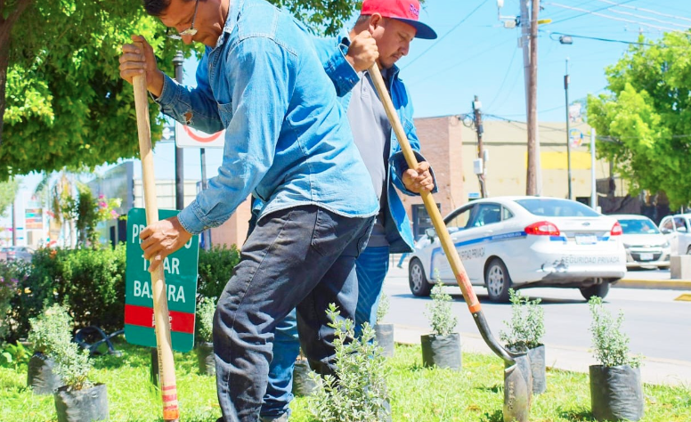 Embellecen la calzada Colón a través de la reforestación en jardines