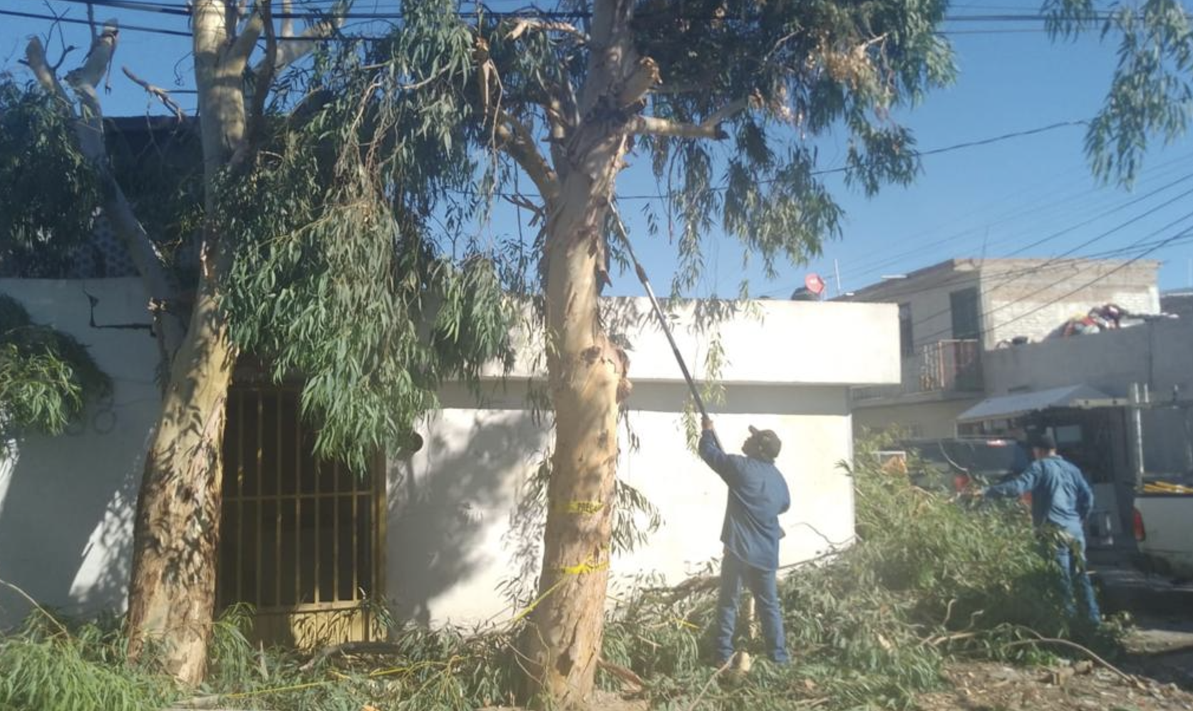 Capacitarán a personal municipal y público general sobre el manejo integral del arbolado