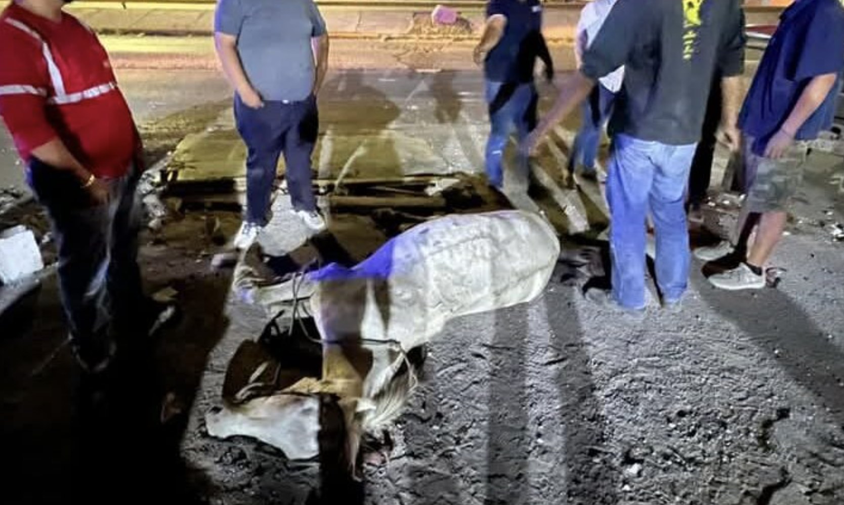 Habrá castigo a responsables de maltrato animal