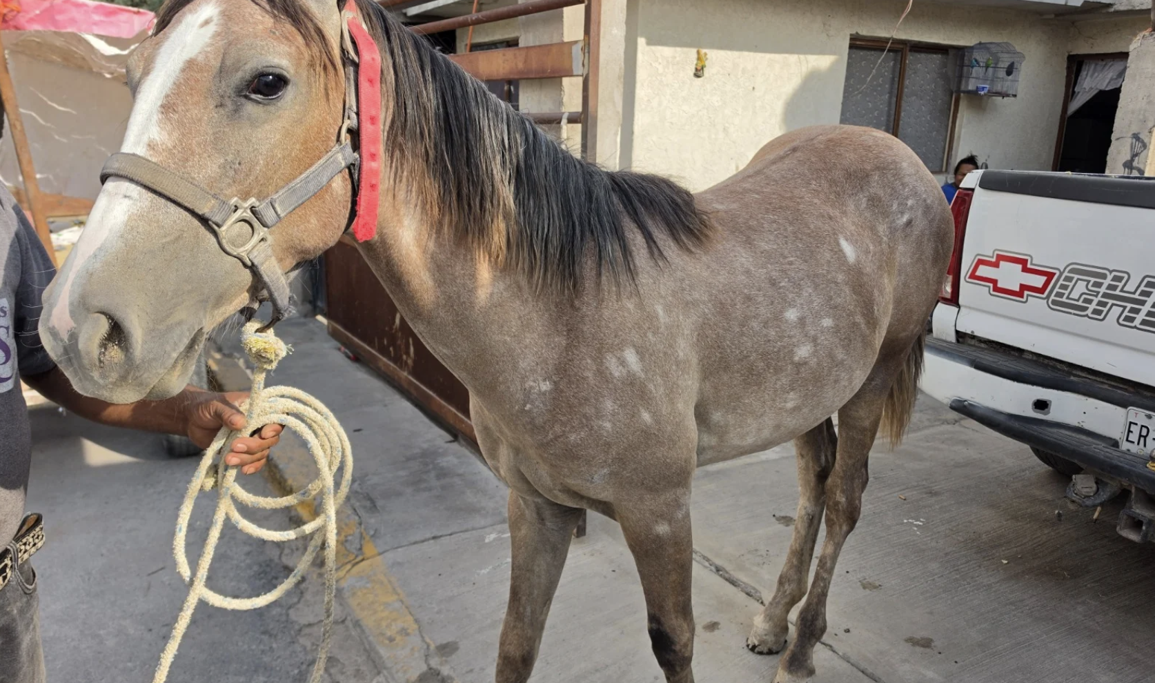 Torreón prepara jubilación de 130 caballos, mulas y burros utilizados para trabajo