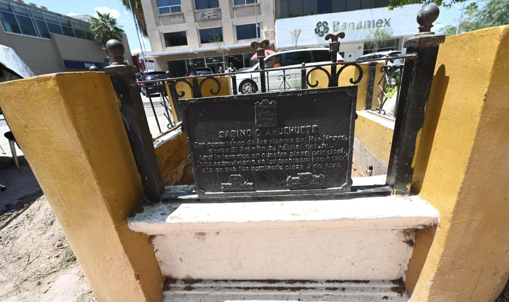 Diagnóstico técnico determinó el retiro del ahuhuete en la Plaza de Armas